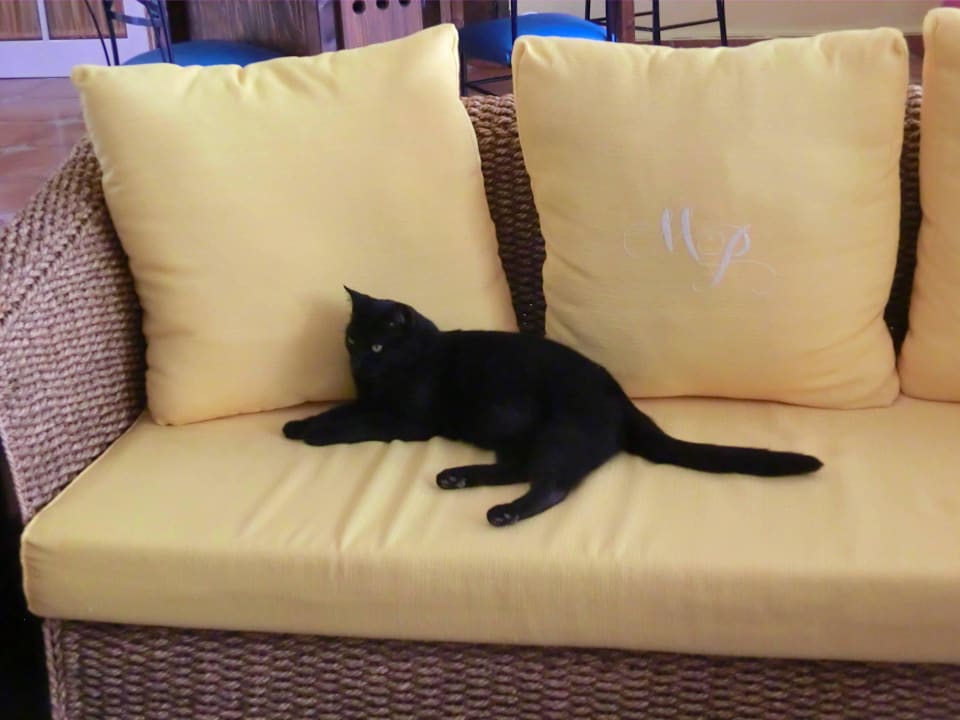 Hauskatze in der Lobby Marina Playa Suite Hotel