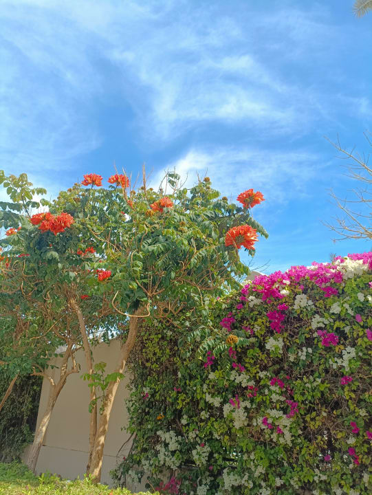 Gartenanlage Steigenberger Aqua Magic