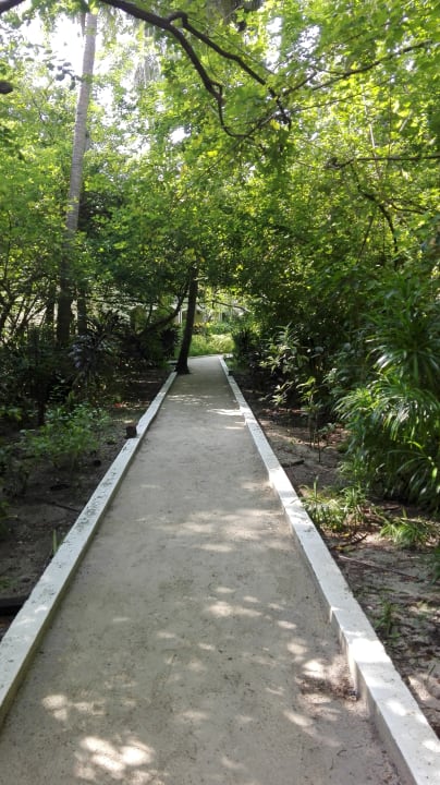 Der Weg. Alles sehr grün und Naturbelassen Biyadhoo Island Resort