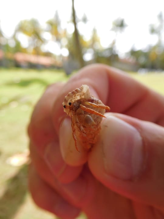 Sonstiges Wyndham Alltra Samana