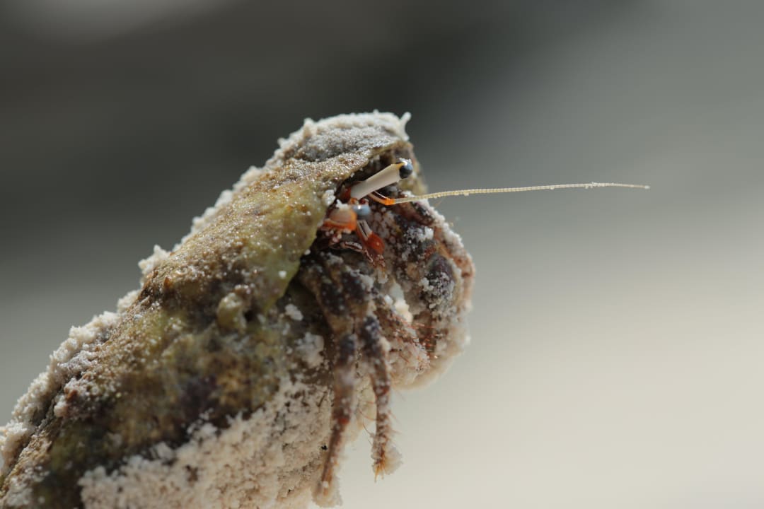 Unser Freund Kuredu Island Resort & Spa