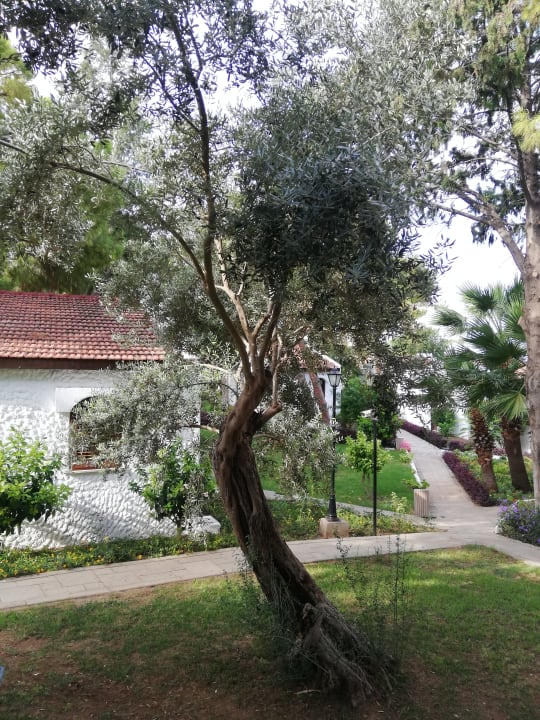 Gartenanlage Acapulco Beach Club & Resort