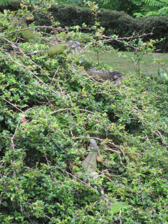 Gartenanlage Grand Decameron Panama, A Trademark All Inclusive Resort