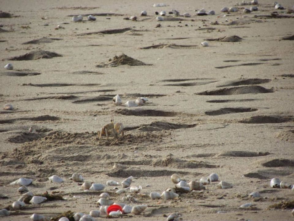 Mehrere Tausend Muscheln stinken zum Himmel Miramar Al Aqah Beach Resort