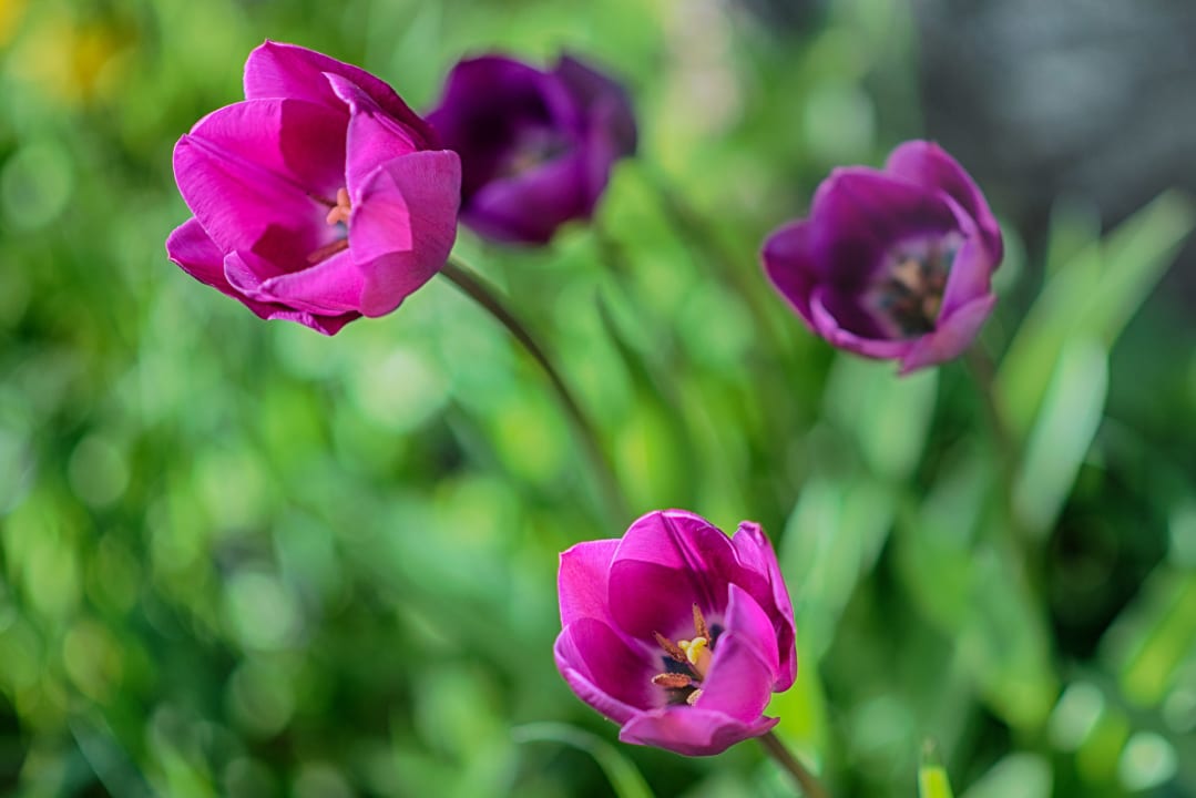 Gartenanlage Pension Christl