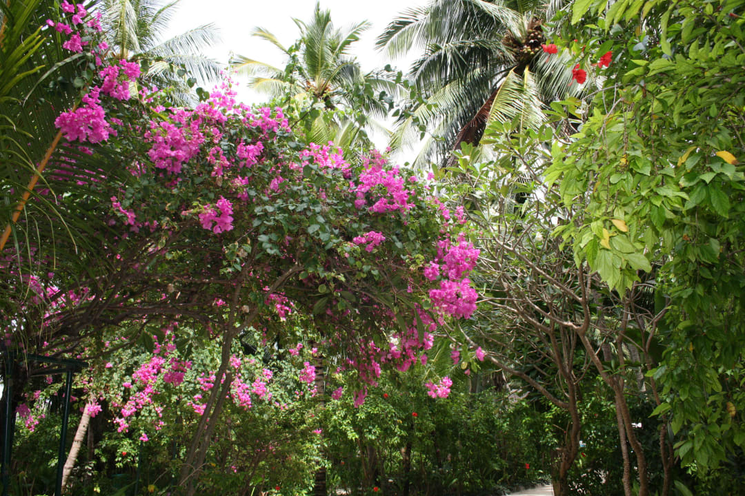 Die Flora von Kuramathi Kuramathi Maldives