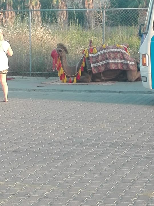 Sonstiges Alan Xafira Deluxe Resort & Spa