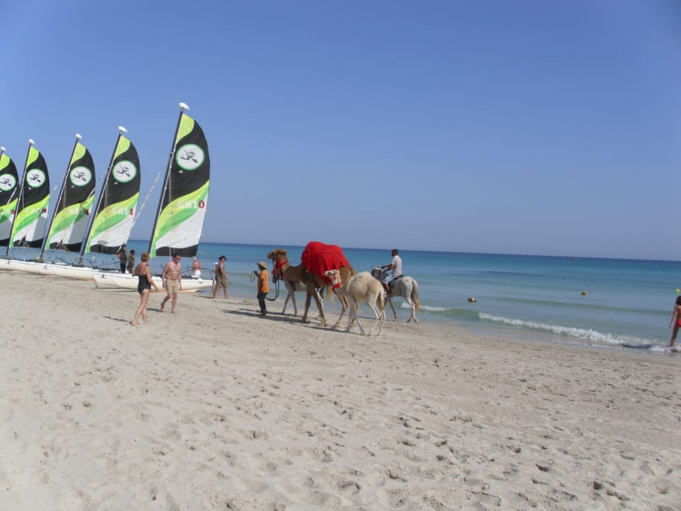 Katamerane am Strand Aldiana Club Djerba Atlantide