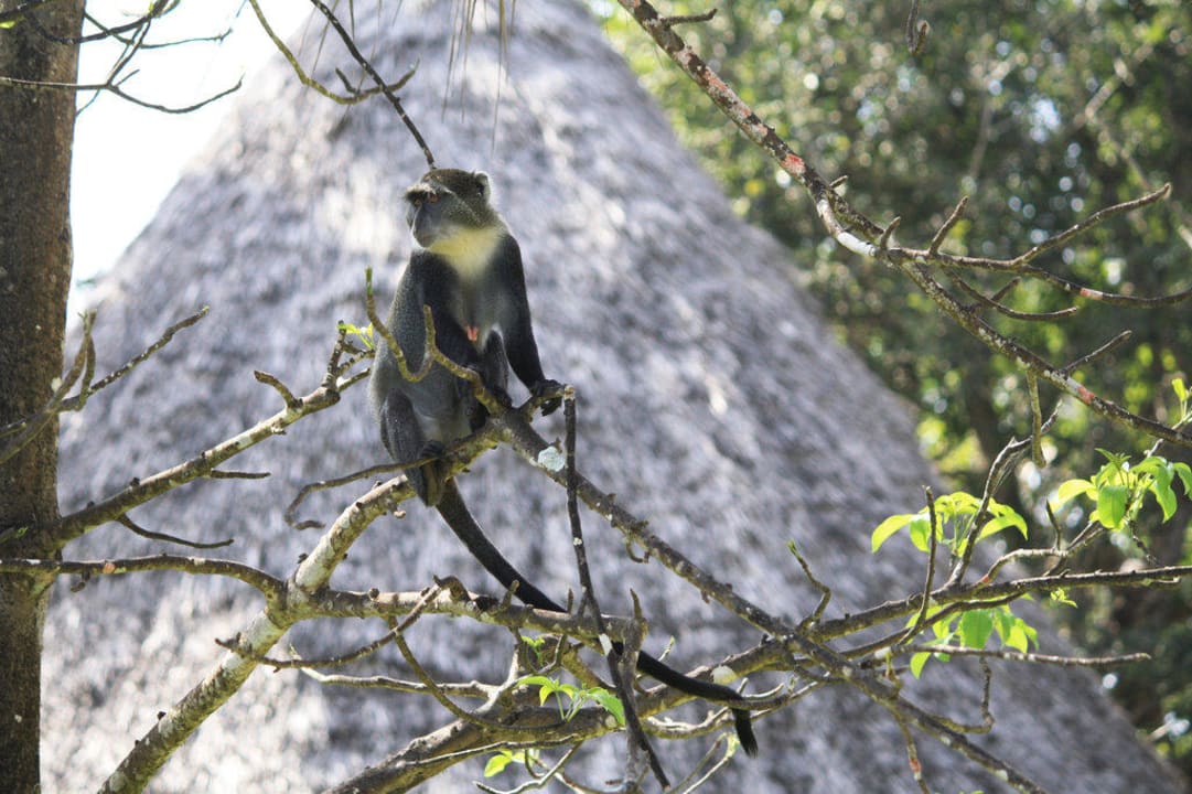 Affen zwischen Pool und Bungalow Neptune Village Beach Resort & Spa
