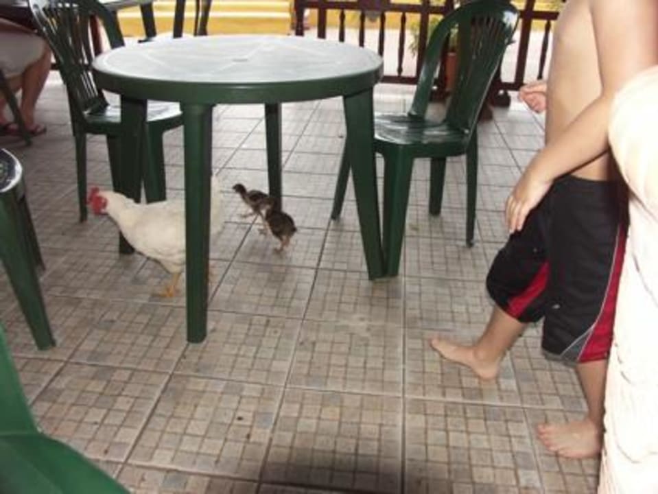 Besuch beim Mittagessen Starfish Cayo Guillermo