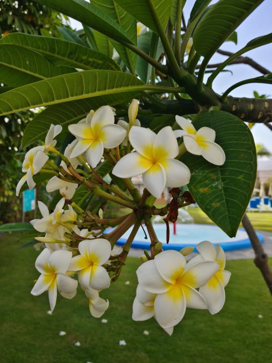 Gartenanlage Bull Escorial & Spa