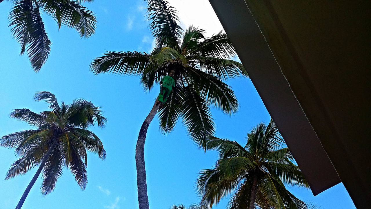 Kokosnussernte Grand Palladium Select Bávaro Resort & Spa