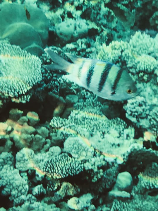 Strand Three Corners Happy Life Beach Resort