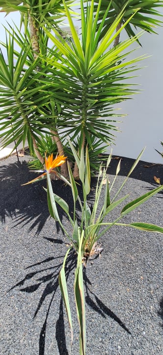 Gartenanlage Hotel Las Costas