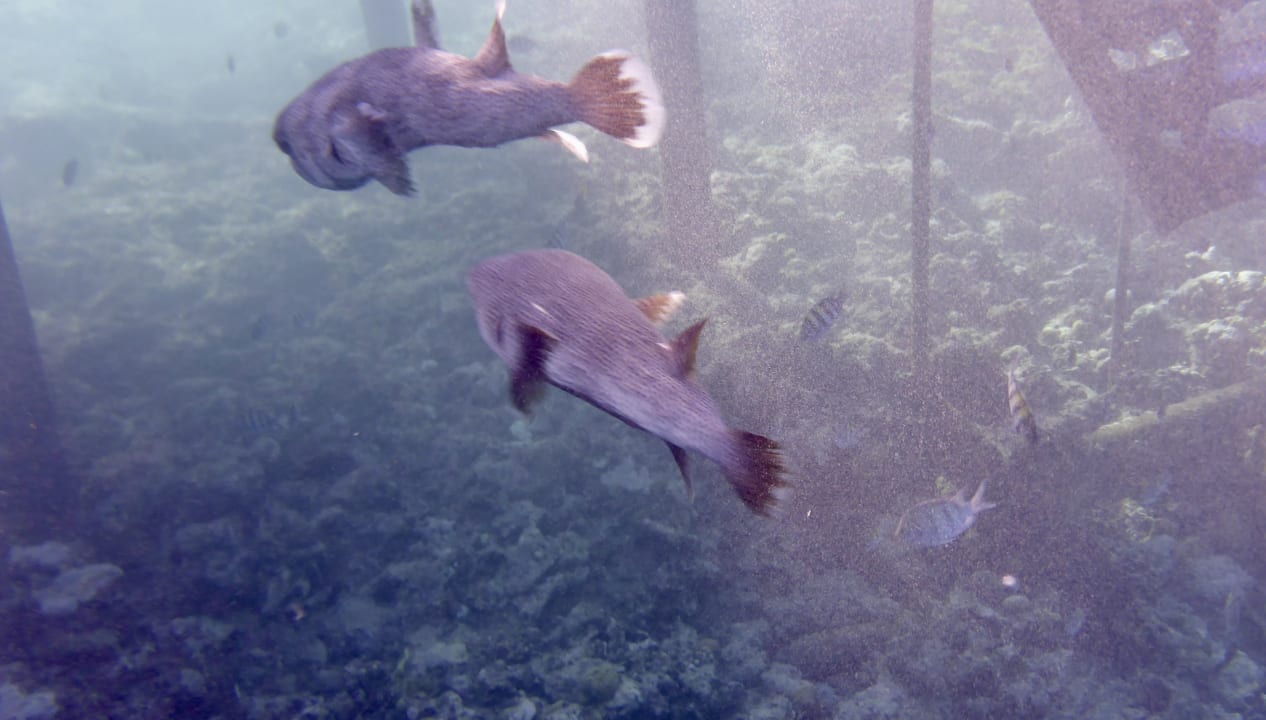 Strand Serenity Alpha Beach