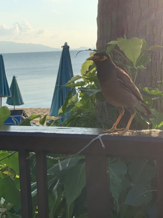Sonstiges Pinnacle Samui Resort
