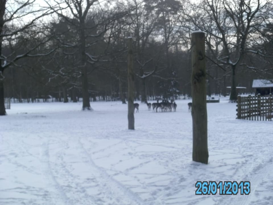 Wildgehege Vila Vita Burghotel Dinklage