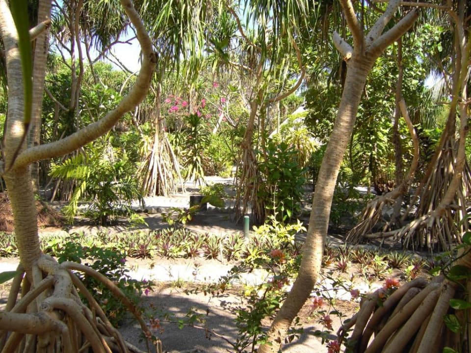 Beeindruckende Flora! Adaaran Prestige Water Villas - Premium All Inclusive