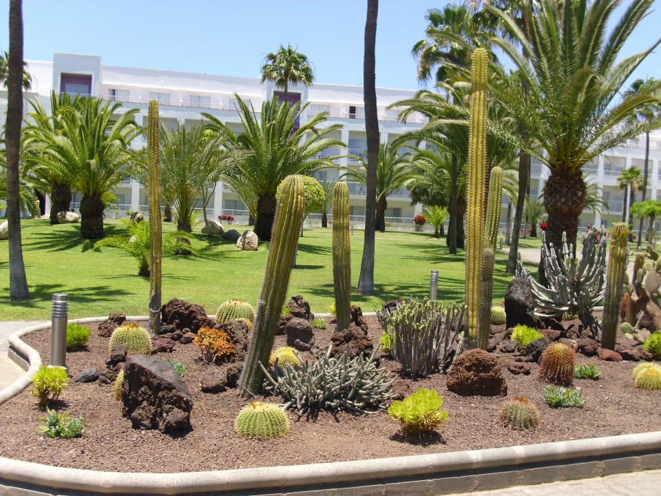 Kakteenbeet Hotel Riu Gran Canaria