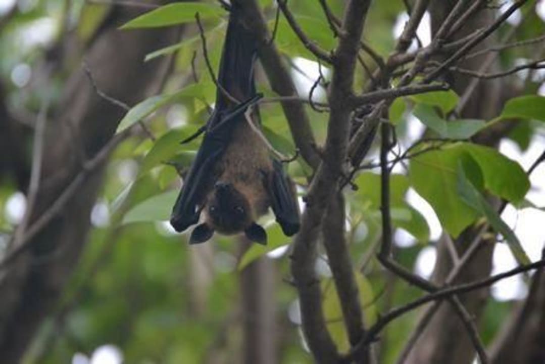 Die können abhängen Adaaran Select Meedhupparu Island Resort - Premium All Inclusive