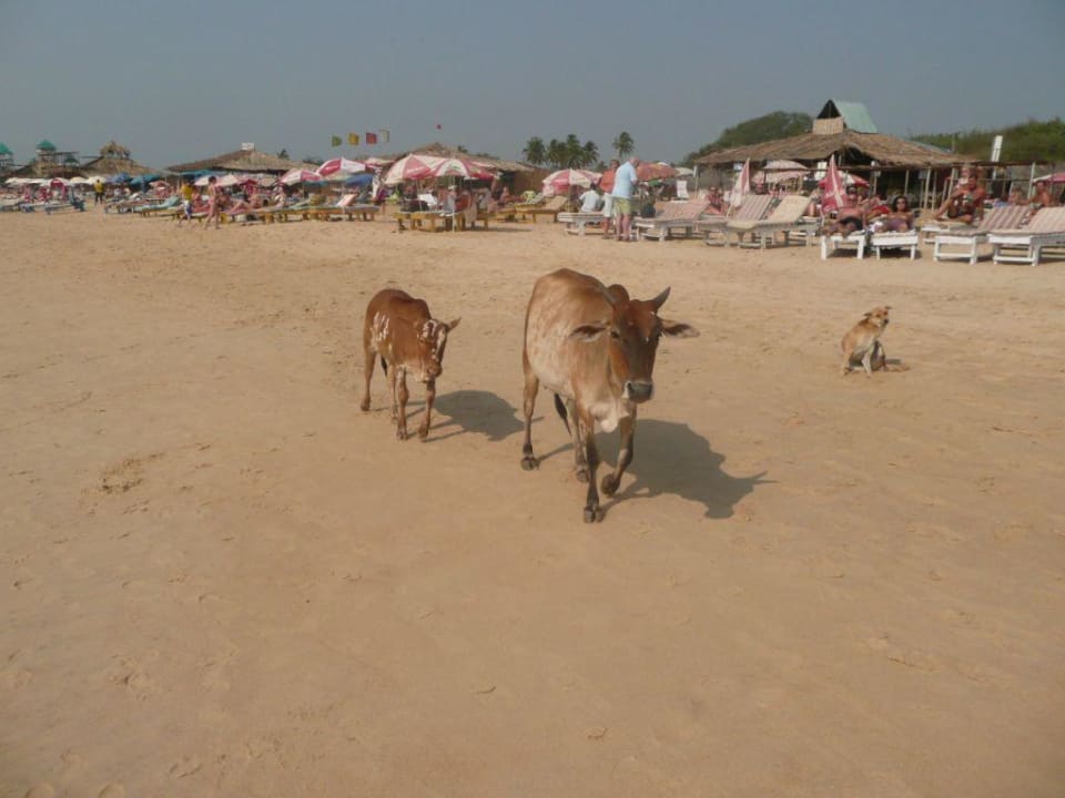 Krowy na plazy Hotel Taj Holiday Village