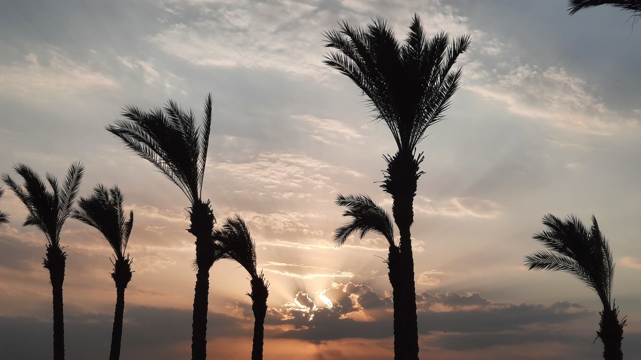Ausblick Desert Rose