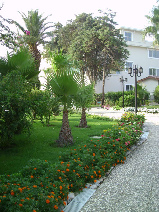 Blumen vohin man sieht Paloma Oceana