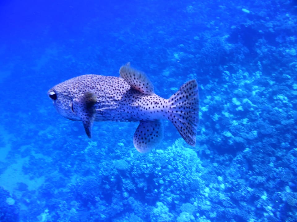 Strand Bliss Nada Beach Resort