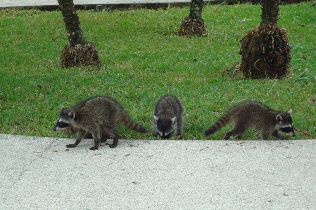 Junge Waschbären Capitán Suizo Beachfront Boutique Hotel