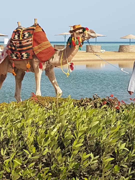 Sonstiges Mövenpick Resort & Spa El Gouna