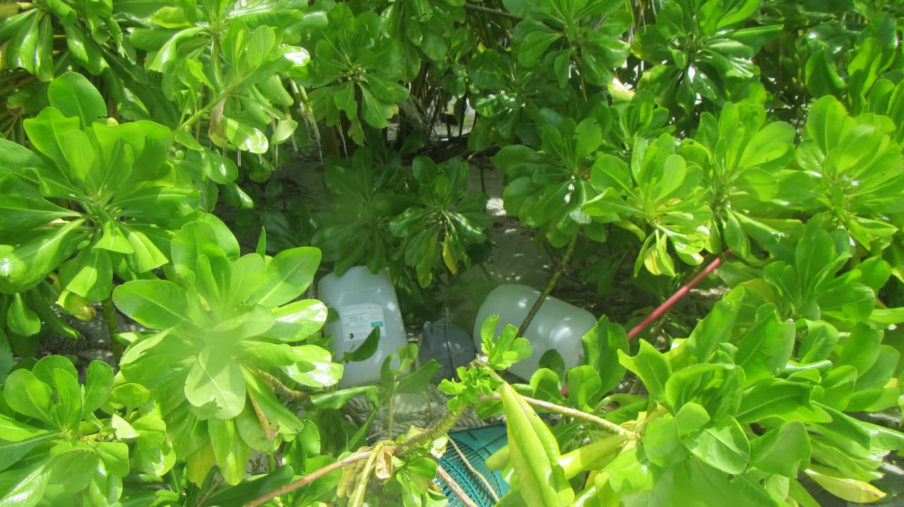 Gartenanlage Angaga Island Resort