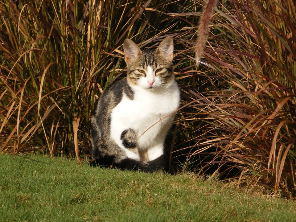 Mietzie sonnt sich Voyage Belek Golf & Spa