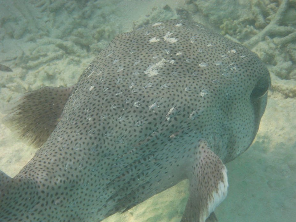 Unterwasserwelt am Hausriff NH Collection Maldives Reethi Resort