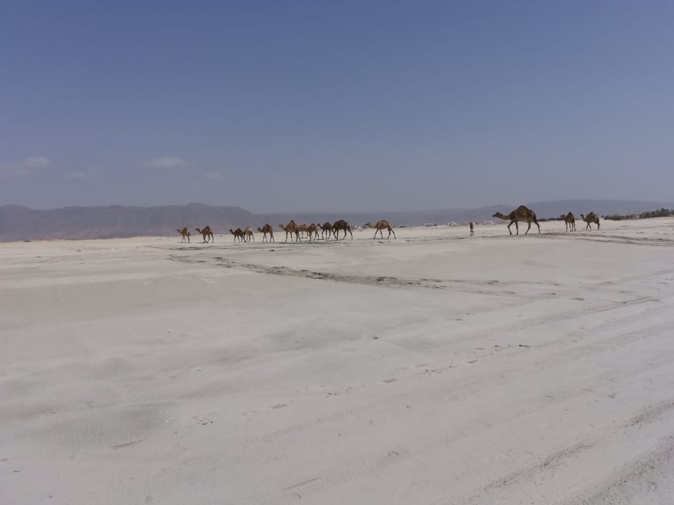 Strand Salalah Rotana Resort