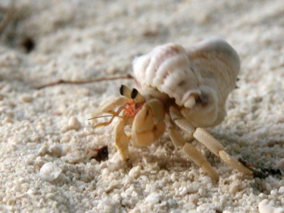 Einsiedlerkrebslein Summer Island Maldives