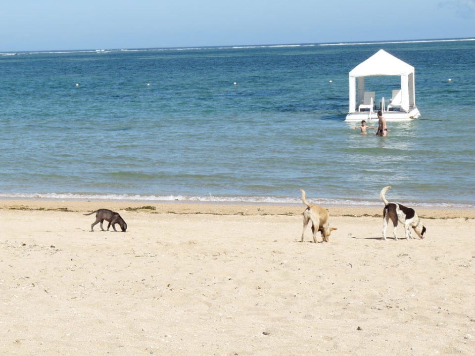 Streuner-Treff Puri Santrian