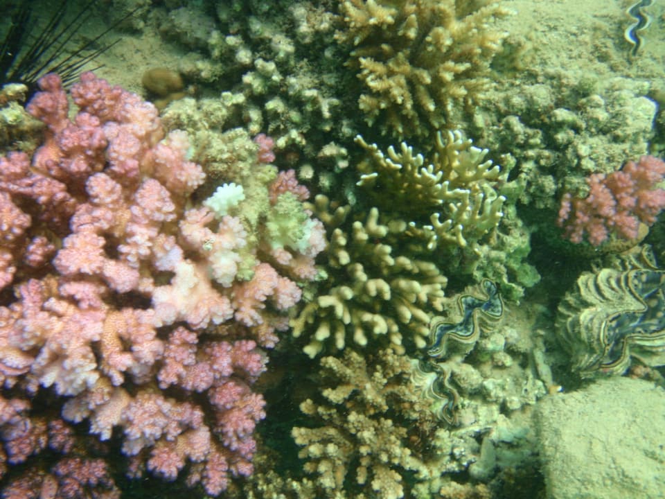 Под водой. Stella Garden Resort & Spa, Makadi Bay