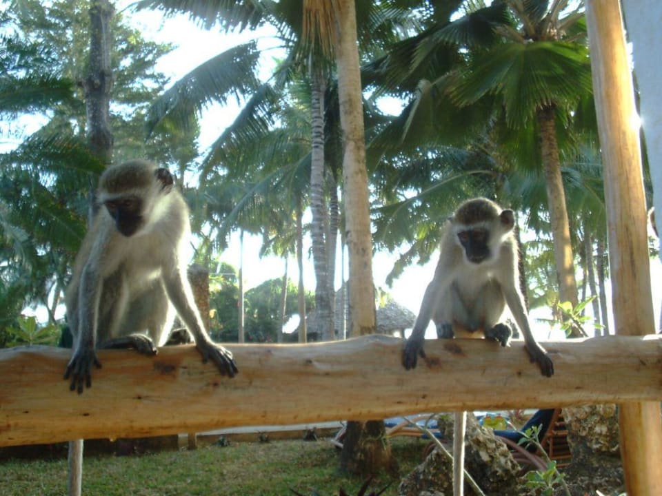 Affen auf der Terrasse Hotel Traveller's Club