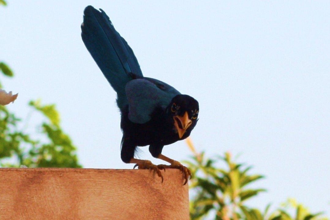 Sie schauten jeden Tag mal vorbei Grand Palladium Colonial Resort & Spa