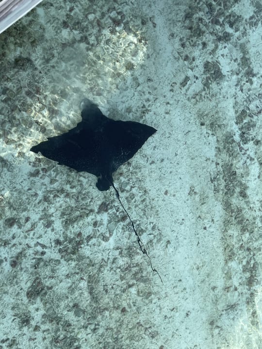 Strand Cinnamon Dhonveli Maldives