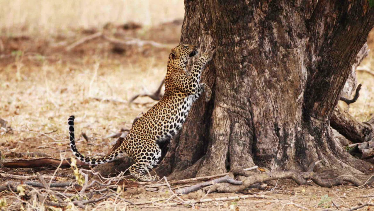Wildlife spotings at game drives Tented Camp Wild Trails by Amaya