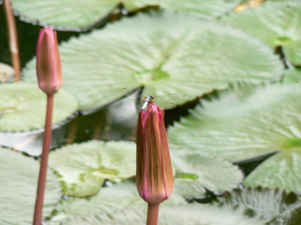 Libelle am Gartenteich Angkor Village Resort