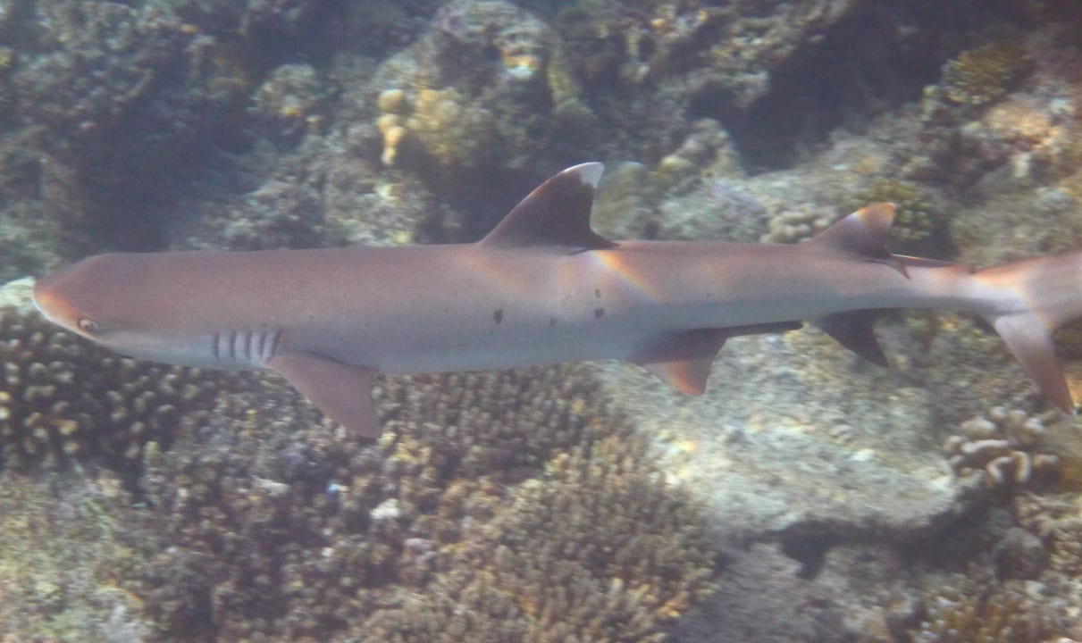 Weissspitzenriffhai Diamonds Thudufushi