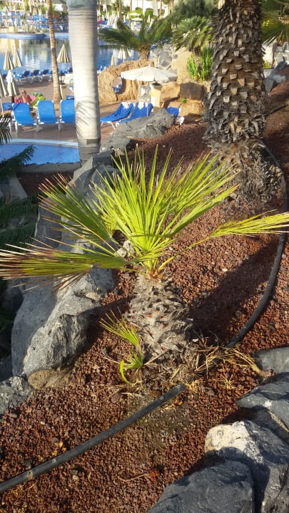 Gartenanlage Bahia Principe Sunlight Costa Adeje