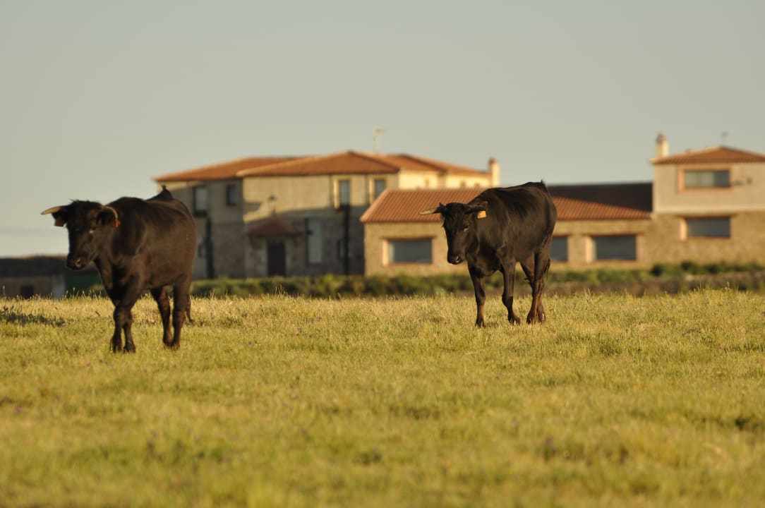 Ausblick über die Stierweiden  Complejo Rural Faenas Camperas