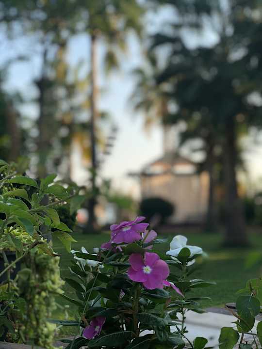 Gartenanlage Saphir Resort & Spa