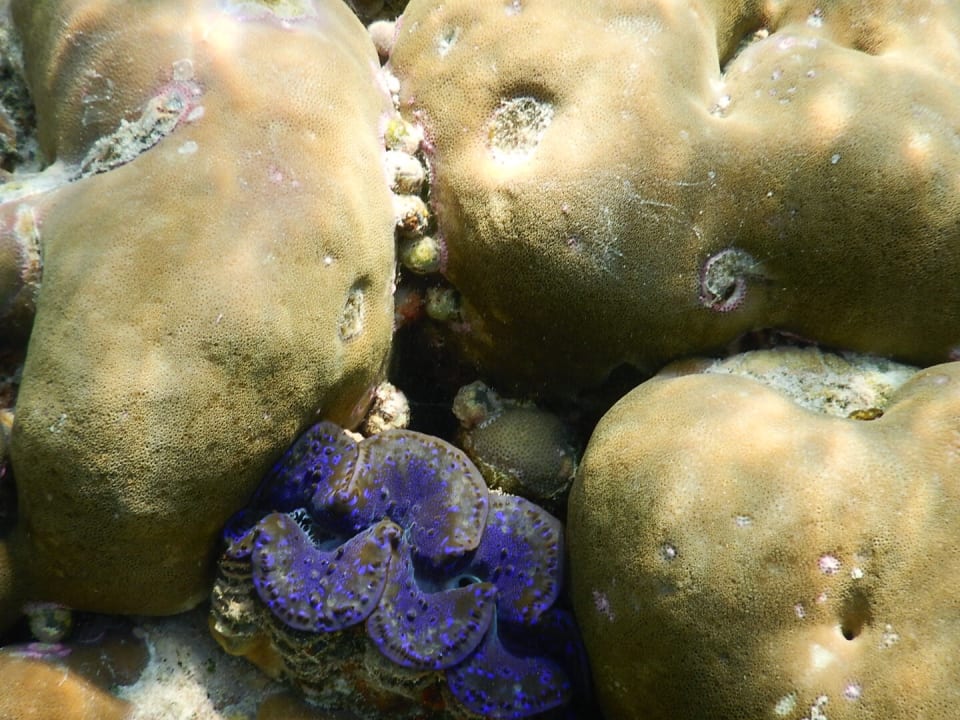 Meedhupparu Adaaran Select Meedhupparu Island Resort - Premium All Inclusive