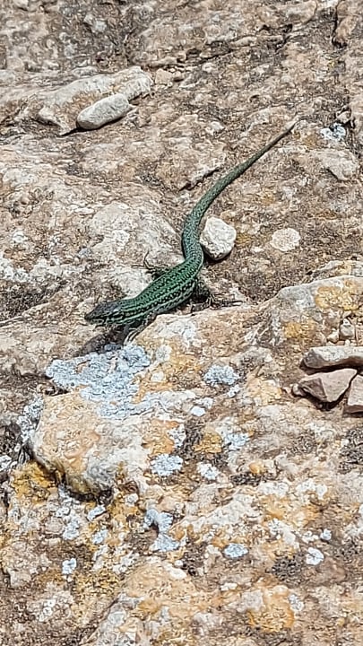 Sonstiges Bellamar Hotel Beach & Spa