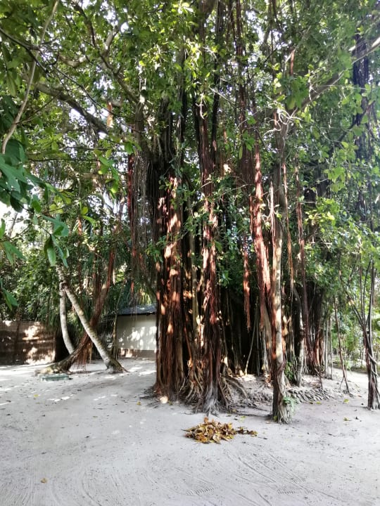 Gartenanlage Adaaran Select Meedhupparu Island Resort - Premium All Inclusive