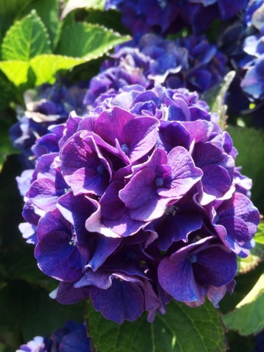 Wunderschöne blaue Hortensie Schwarzwald Resort Dollenberg